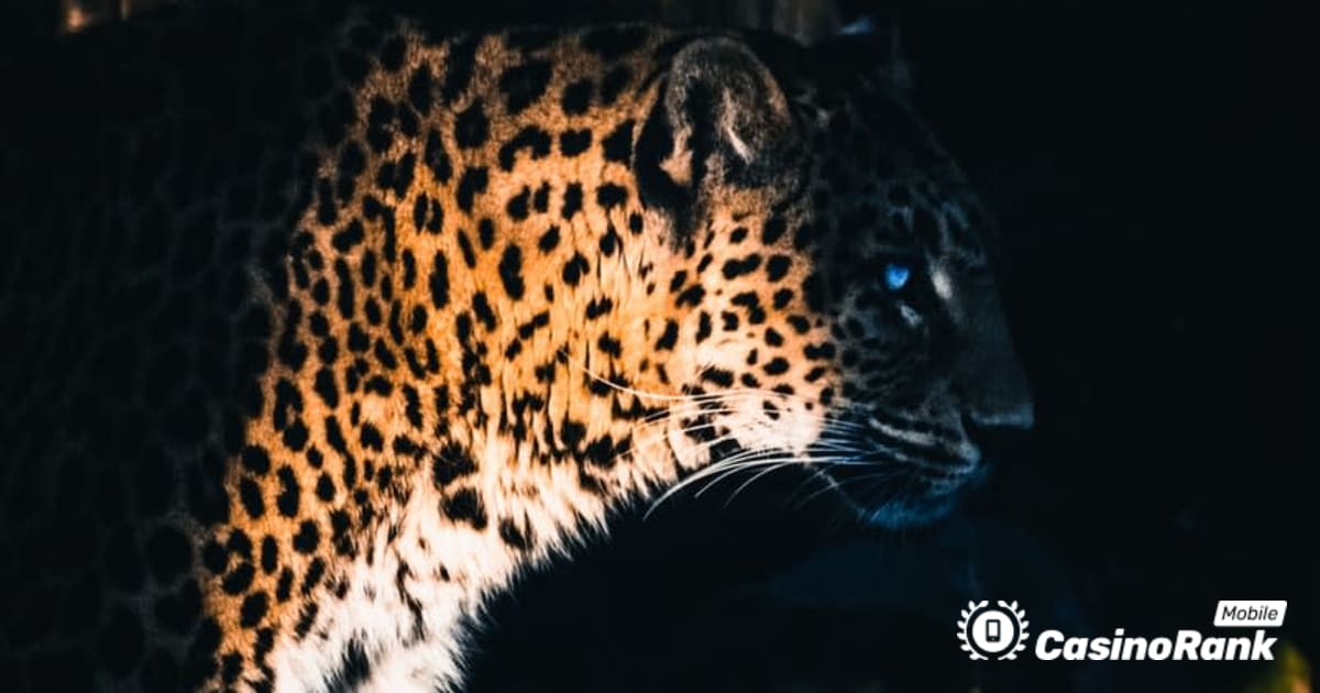 بیڈ ڈنگو سے Jaguar سپر ویز کو جاری کرنے کے لیے Yggdrasil پارٹنرز ReelPlay