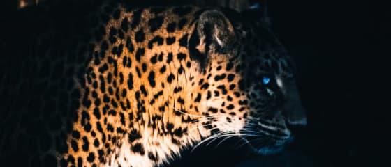 بیڈ ڈنگو سے Jaguar سپر ویز کو جاری کرنے کے لیے Yggdrasil پارٹنرز ReelPlay